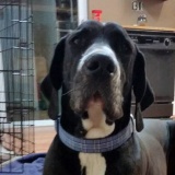 Hank