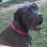 Kweli